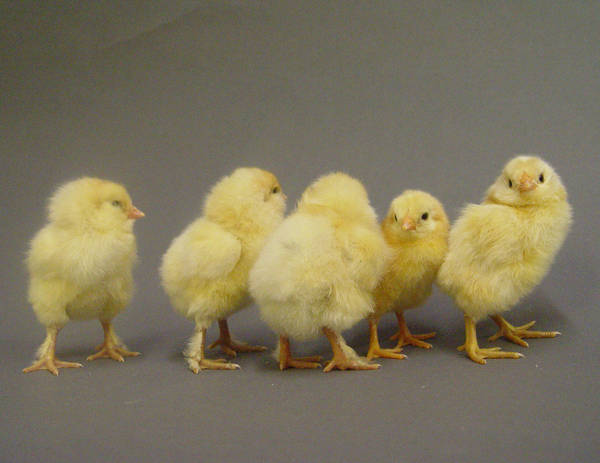 Fluffy chick stock 4- by InKi-Stock