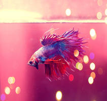 My Betta by akahyaoglu