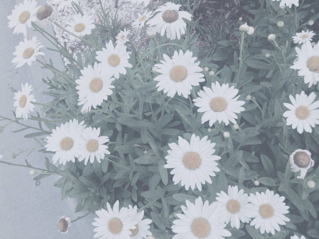 daisy dreams by alliecat8 on DeviantArt