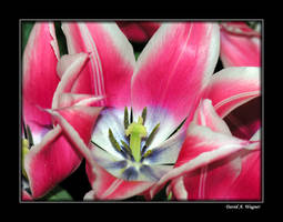 Beauty Lies Within by David-A-Wagner