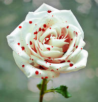 Touch of love by Alephunky