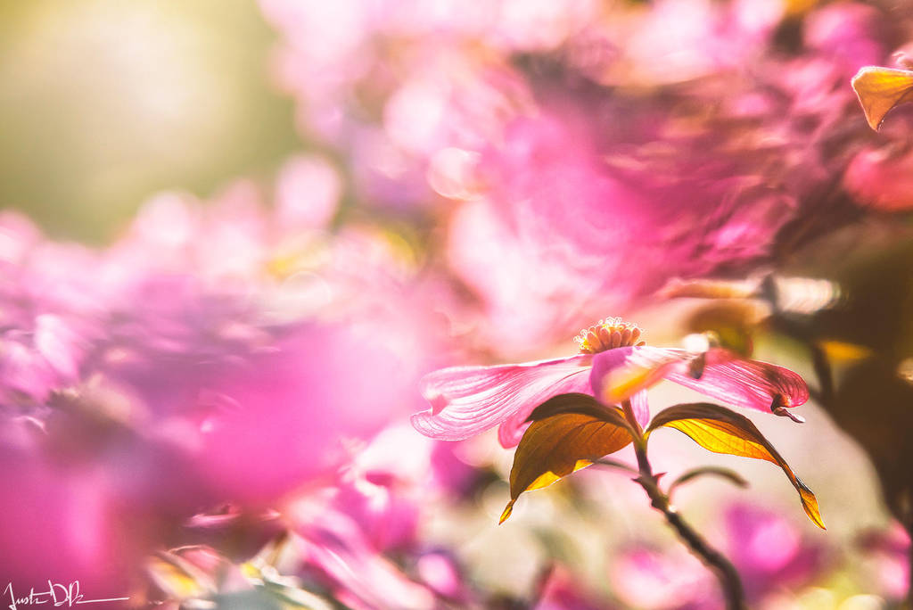 Reaching by JustinDeRosa Reaching by JustinDeRosa