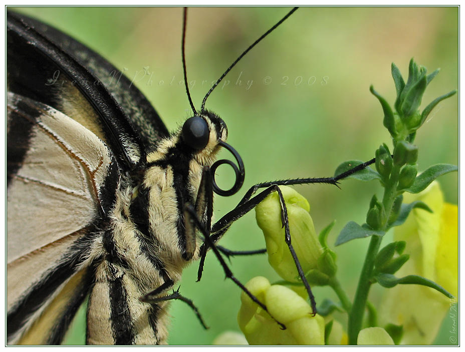 'Creeping' by Irena-N-Photography