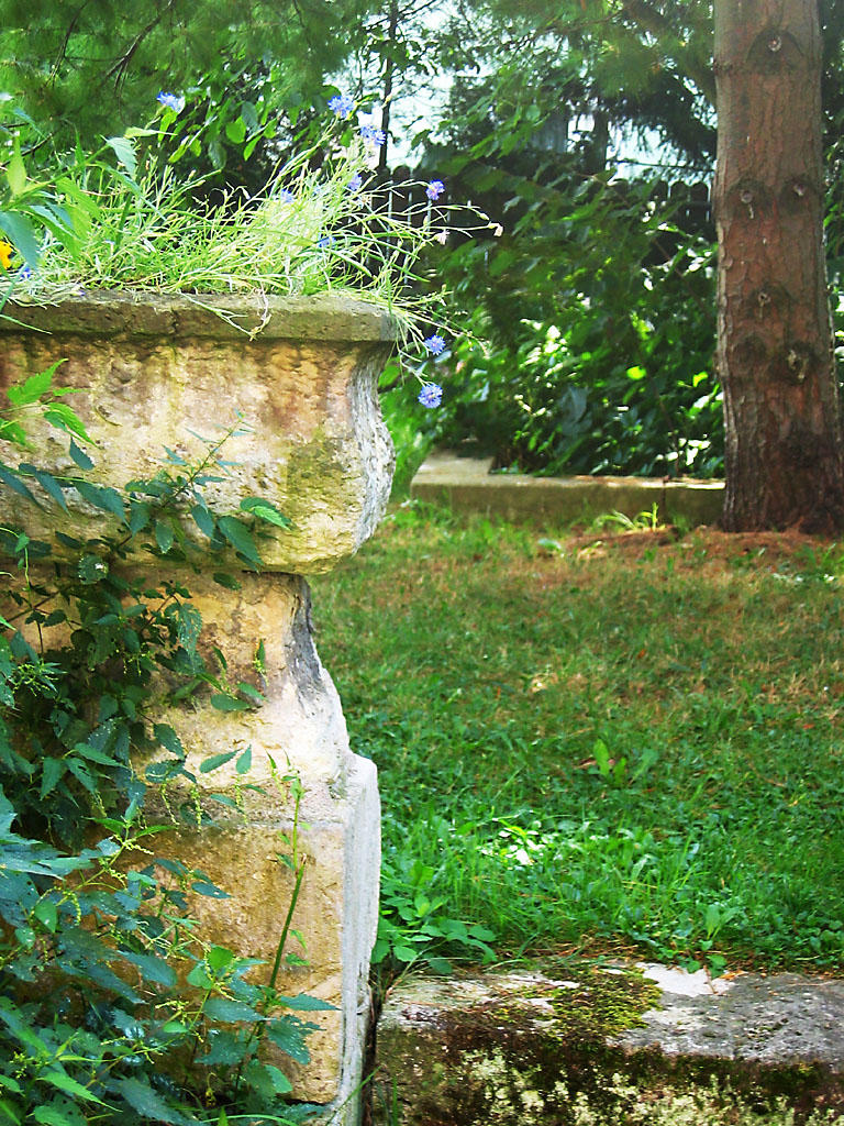 birds watering place by bluemacgirl