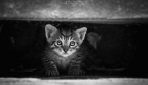 Little kitty hiding by aleexdee