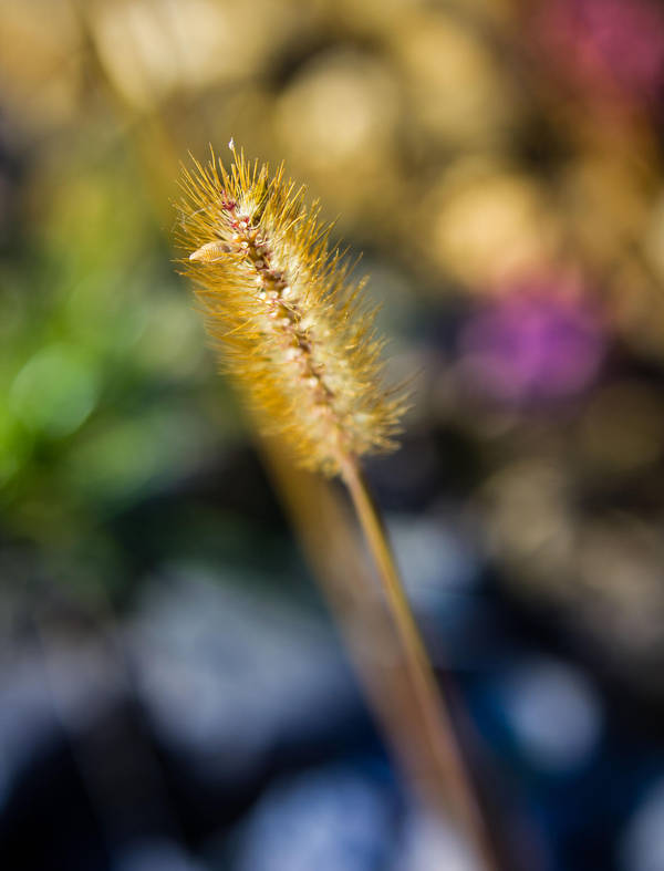Colorful Background by JoeGP