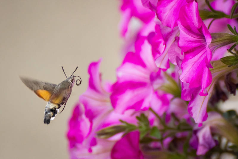 Hummingbird Hawk Moth by JoeGP