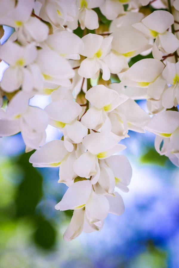 Black Locust by JoeGP