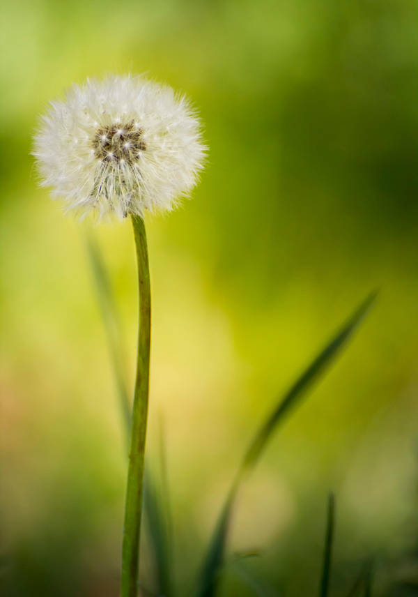Dandelion by JoeGP