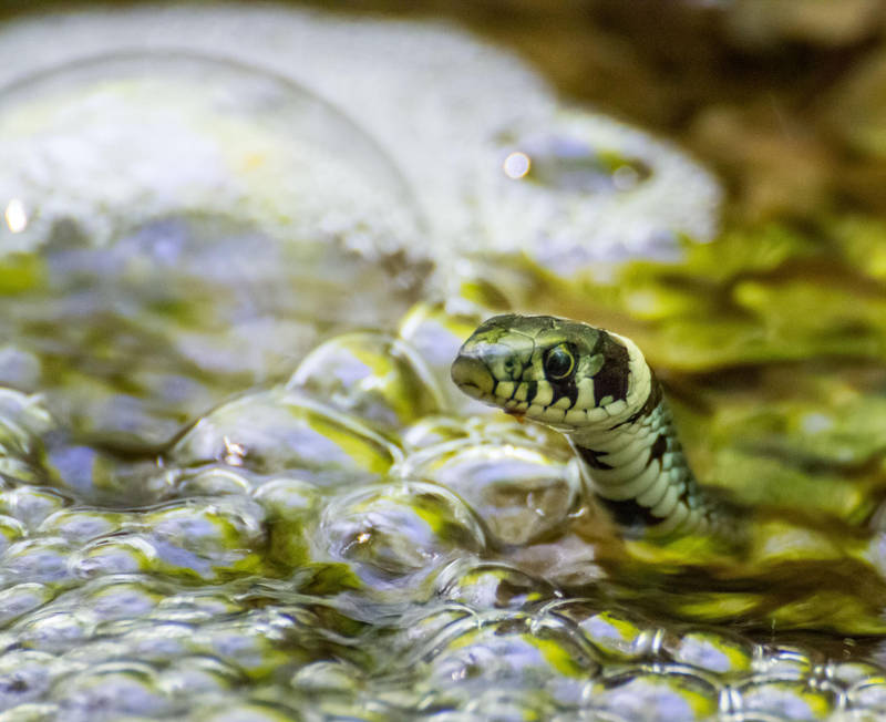 Garden Snake by JoeGP