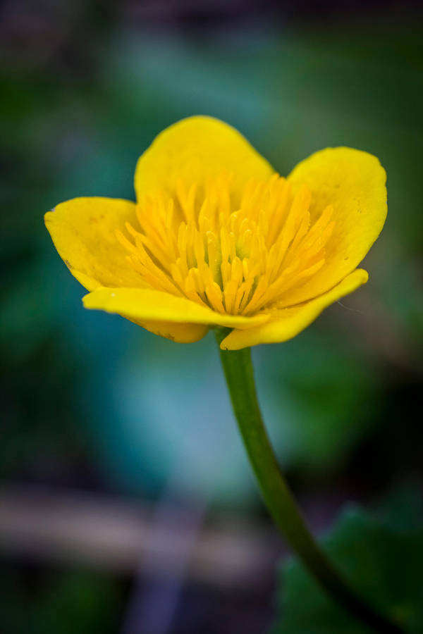 Unknown Yellow by JoeGP
