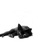 Black cat by Juchise