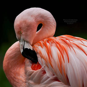 Pink Flamingo by La-Vita-a-Bella Pink Flamingo by La-Vita-a-Bella