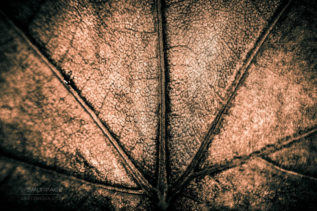 Leather Veins by Smurfage