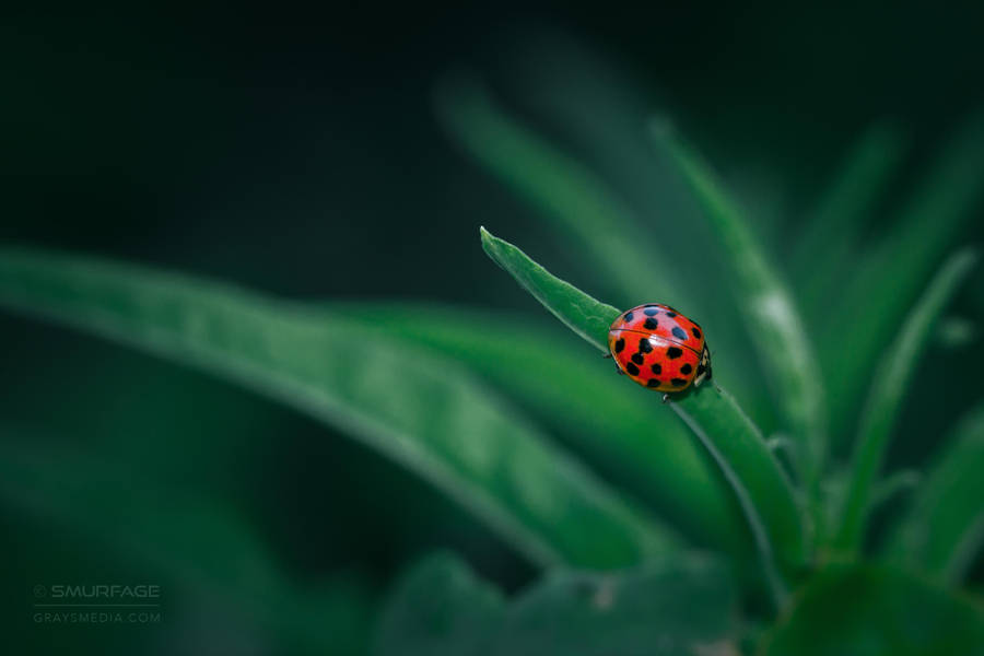 Ruby in Emerald by Smurfage