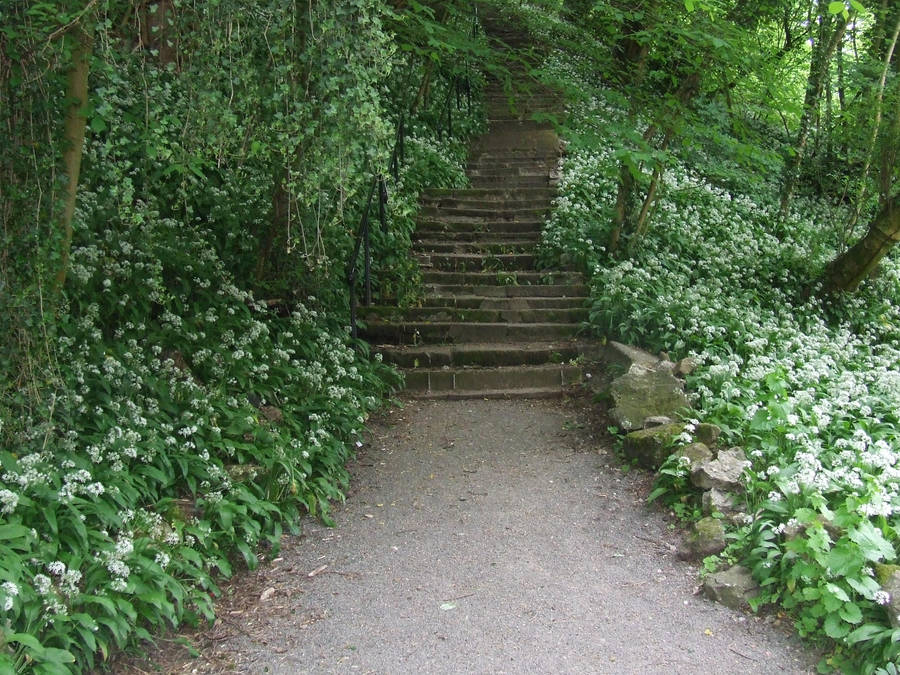 Woodland Steps 1 by EnchantedByDarkness