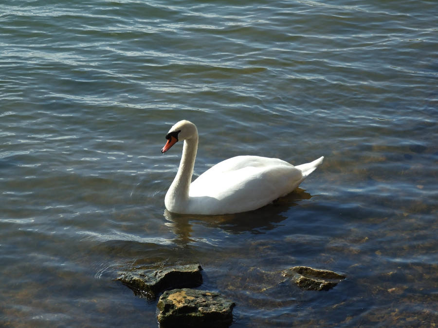 Swan1 by EnchantedByDarkness