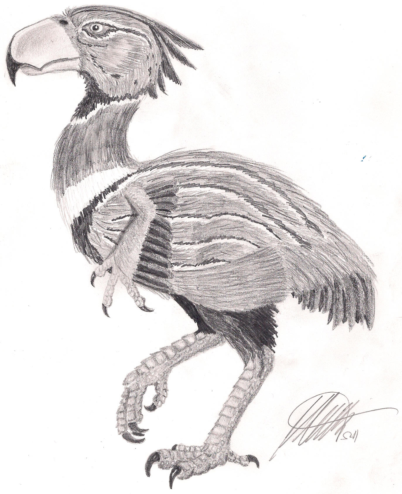 terror bird sketch terror bird sketch