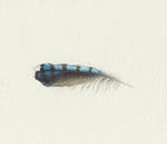 Bluejay Feather by Red-Clover