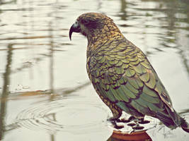 Kea Thoughts by MotherBlessing