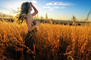 Fields of Gold by AugustLight