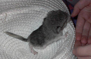 baby chinchilla by BCollie51