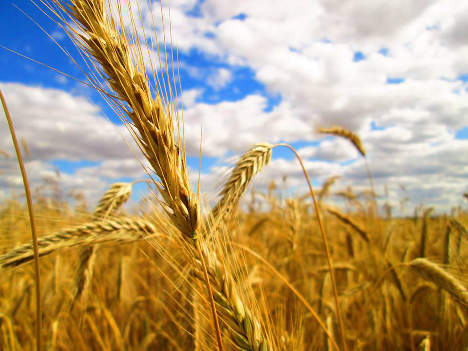 Corn Field by FightingFlames