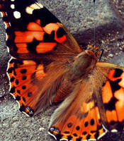 butterfly by Paulaax3