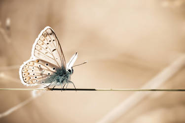L equilibriste by Sblourg
