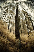 only trees by Aerobozt