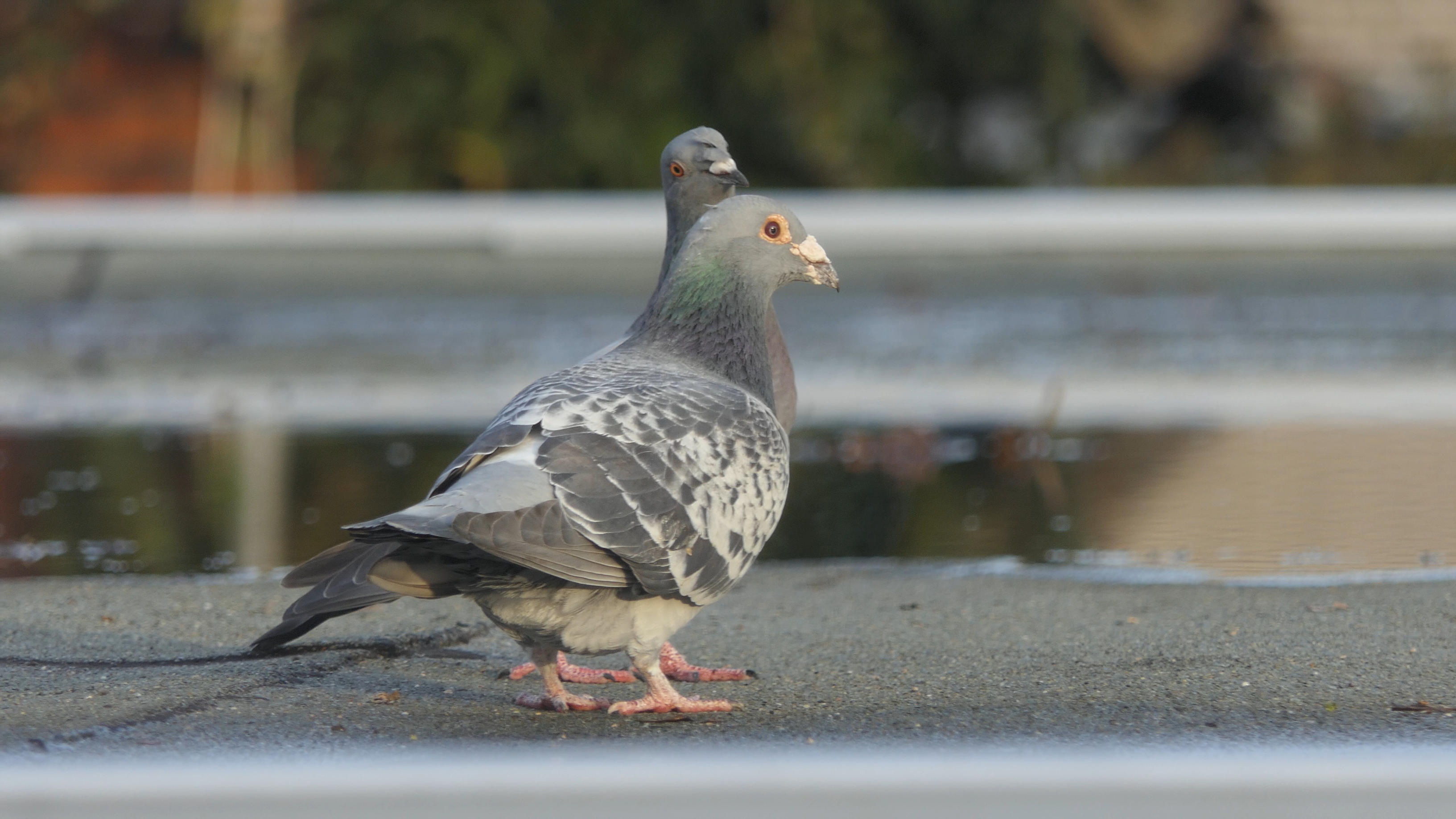 City pigeons visiting the suburbs by Dowlphin