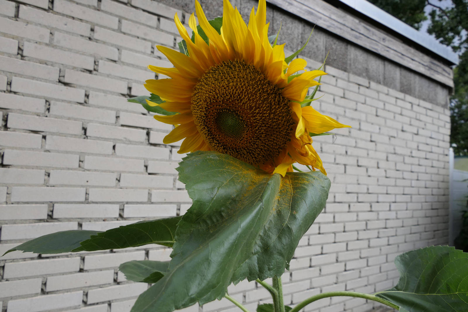Shy Sunflower by Dowlphin