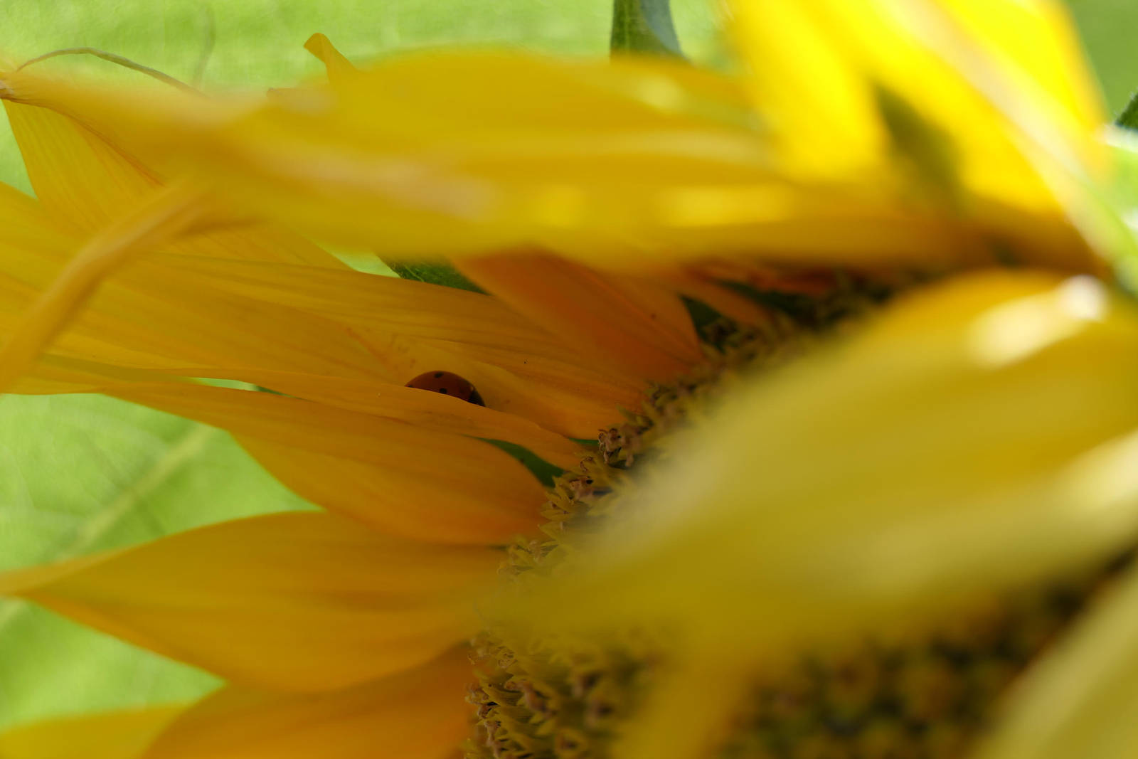 Ladybug sleeping in sunflower petals by Dowlphin