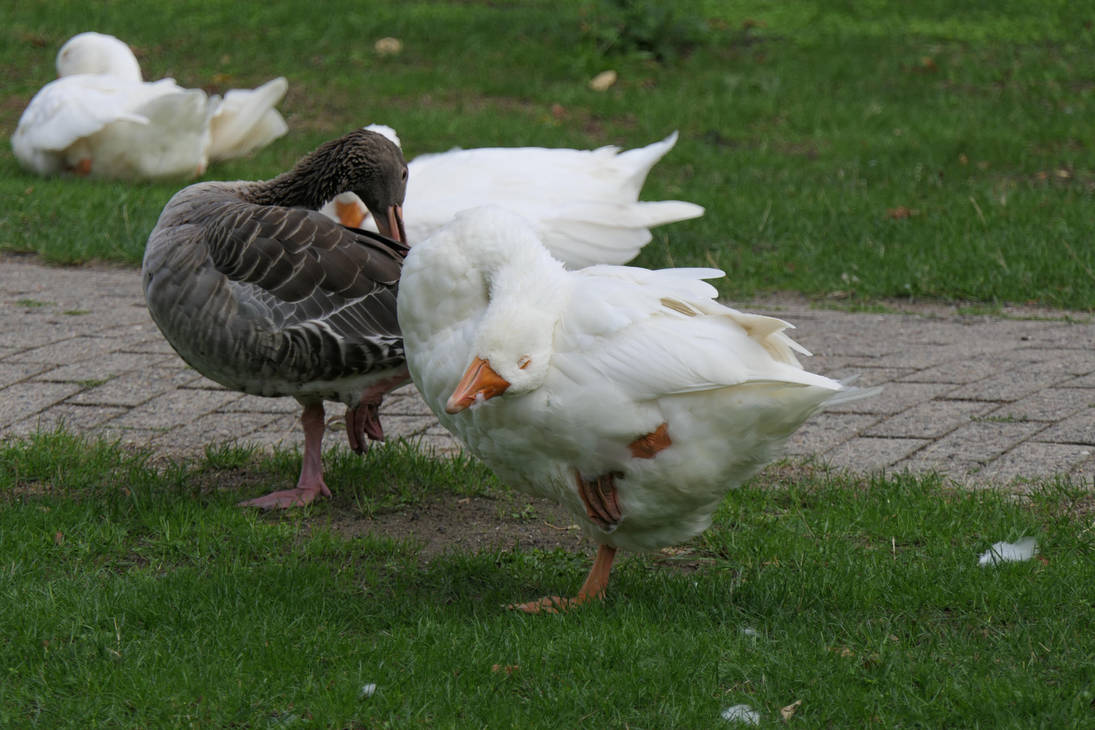 Goose in need of bugfixing by Dowlphin