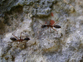 Big ants fight by LuciRamms