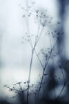 autumnal blues II by nakedlady