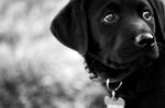 Obligatory Puppy Photos by melaniumom