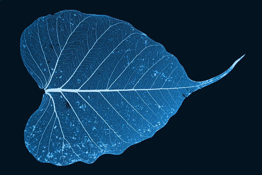 Cyanotype by peanuthorst