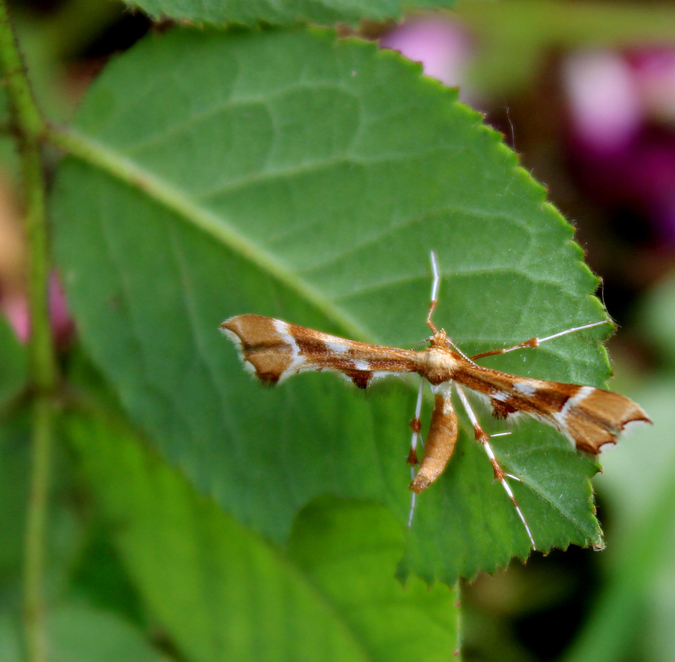 Plume Moth by AquilusDomini on DeviantArt