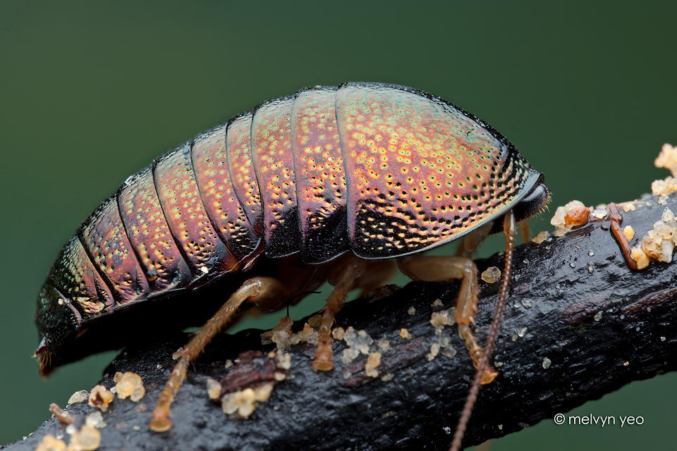 Female Perisphaerus sp. by melvynyeo