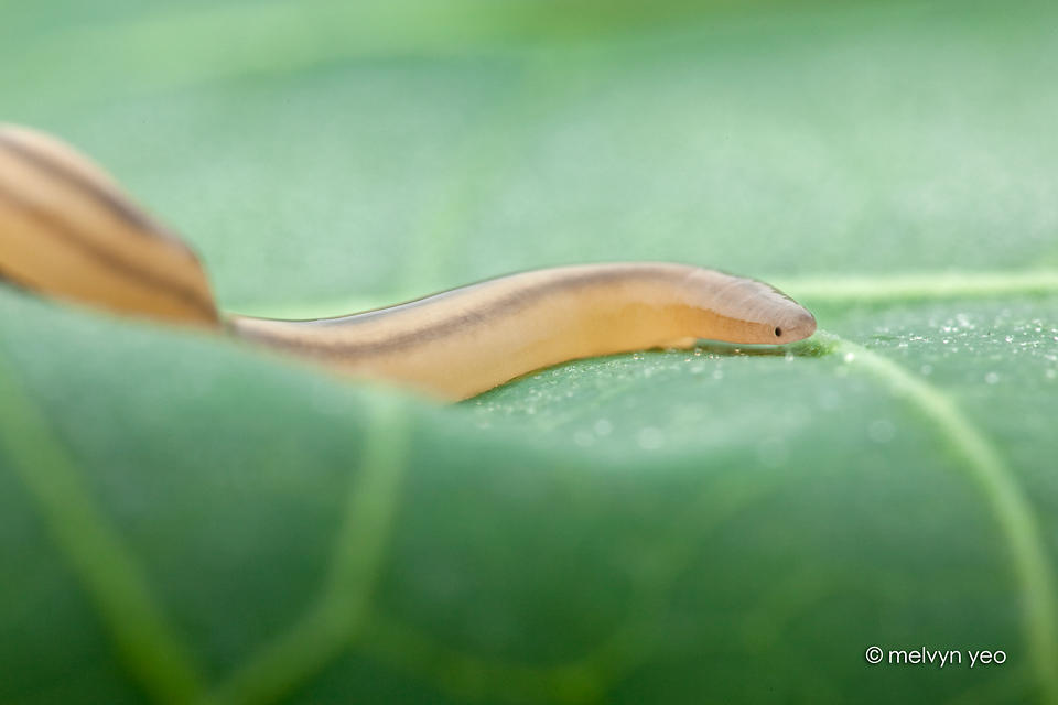 Terrestrial Ribbon Worm by melvynyeo on DeviantArt