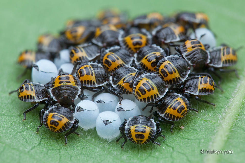 Baby bugs! by melvynyeo Baby bugs! by melvynyeo