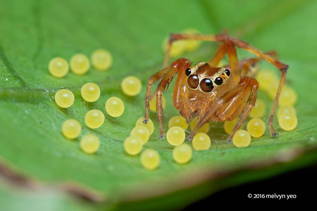 Jumping spider (Parabathippus sp.) with eggs by melvynyeo on DeviantArt