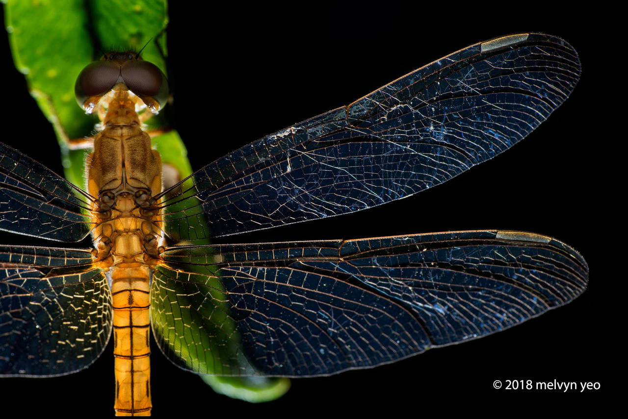 Dragonfly by melvynyeo