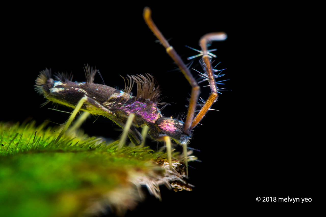 Metallic Purple Springtail by melvynyeo on DeviantArt