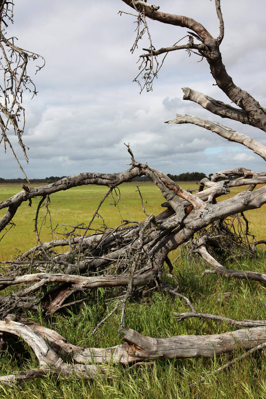 Fallen tree by faestock