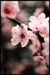 Sakura by TsuiokuHen