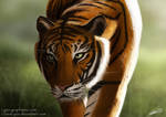 Tiger by ClaireLyxa