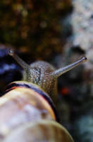 .snigel by DanielEyre