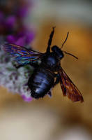 .petites-11 by DanielEyre